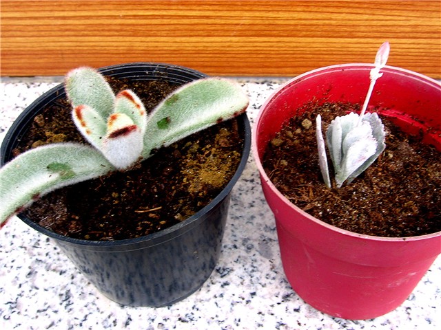 Kalanchoe - reznice